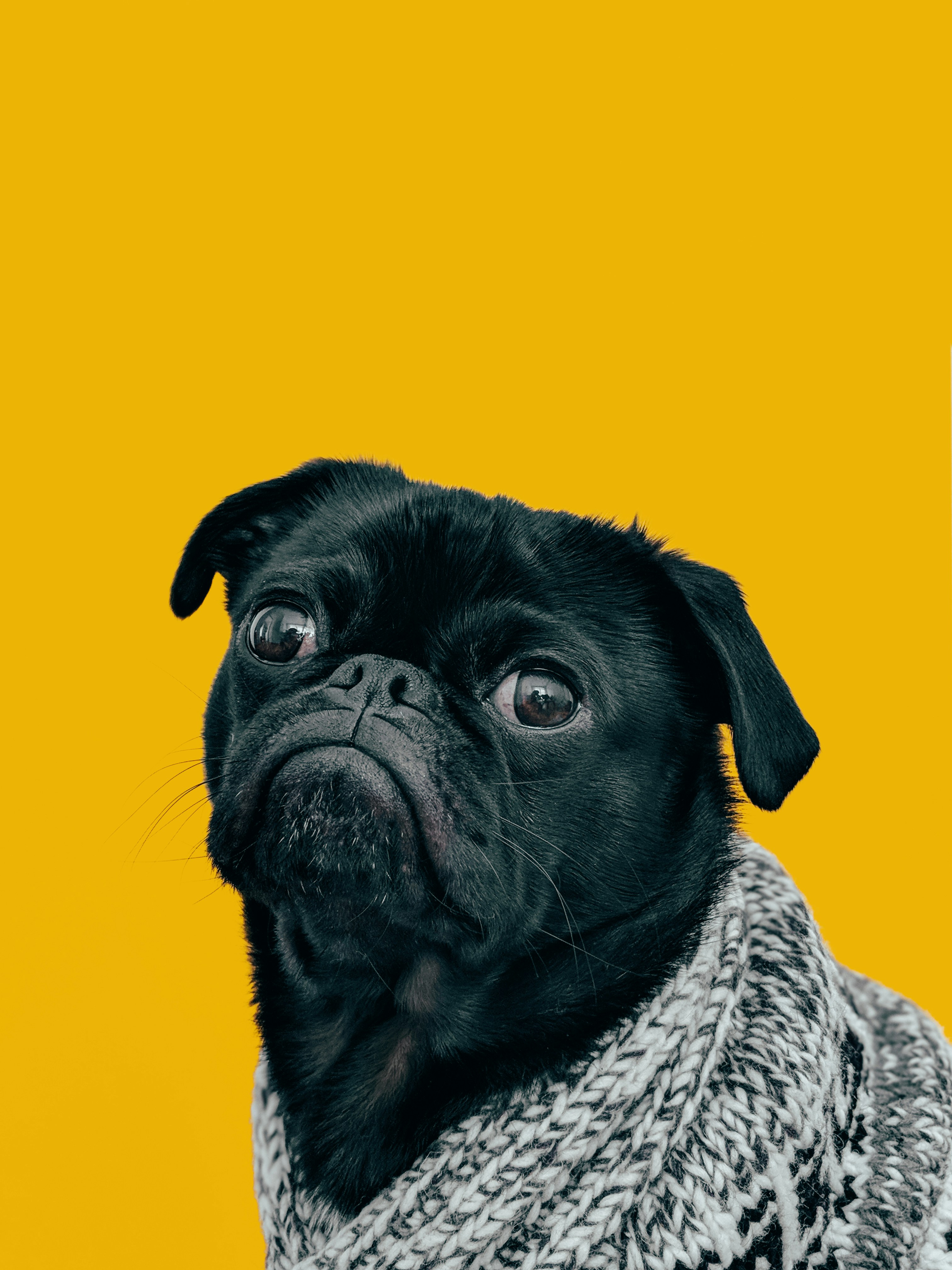 DogLike App